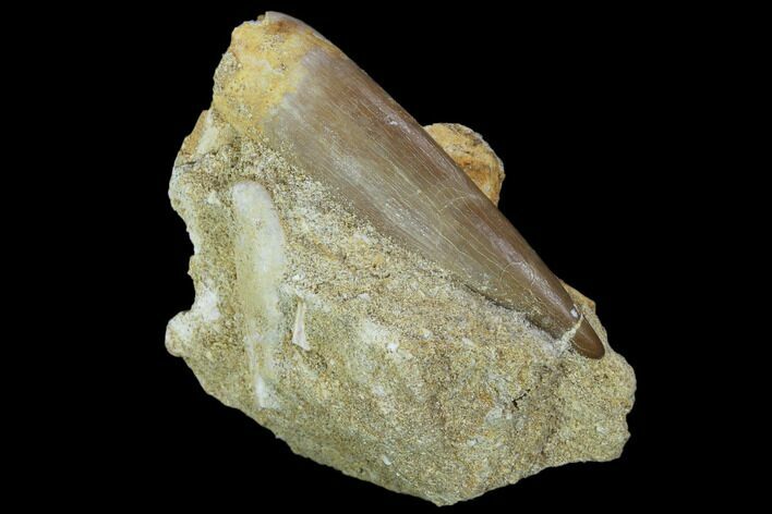 Fossil Plesiosaur (Zarafasaura) Tooth In Rock - Morocco #102096